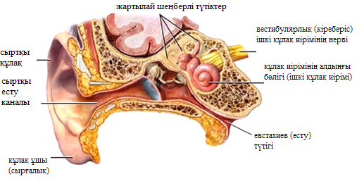 Otitnu1