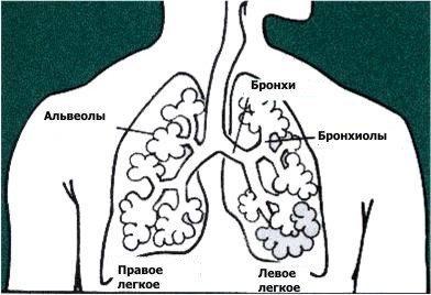 легкие